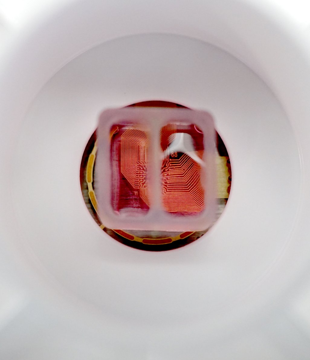 Neural co-culture in 6 well Cytoview MEA plate with ibidi insert