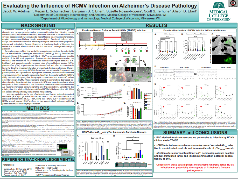 Evaluating the Influence of HCMV Infection on Alzheimer’s Disease Pathology