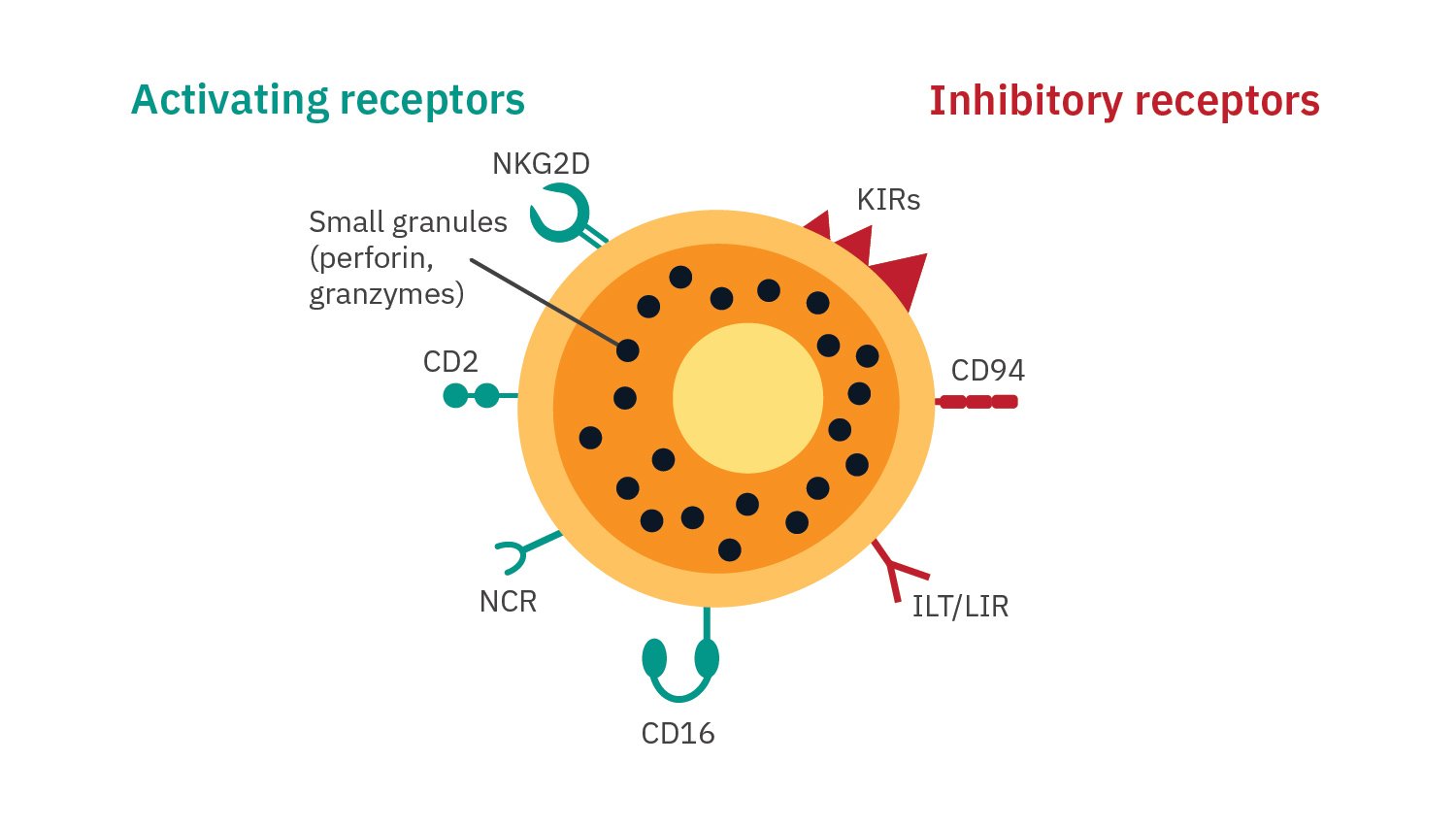 In vitro Natural Killer Cell (NK cells) assays to assess immunopotency for killing disease cells.  Both activating and inhibitory receptors can regulate antitumor activity