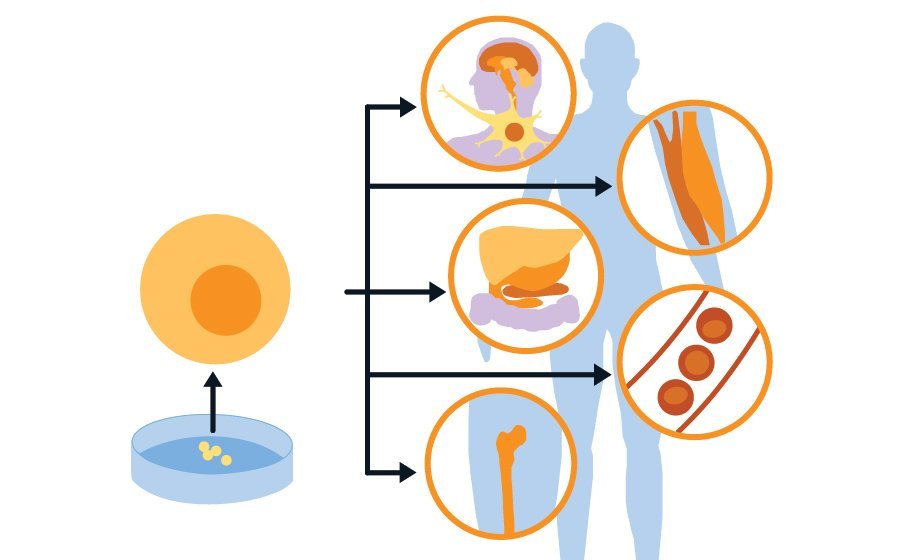 Stem Cell Types