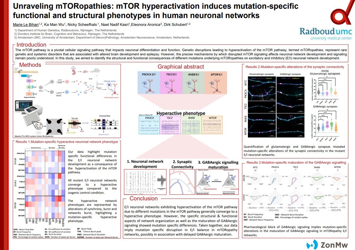 Unraveling mTORopathies mTOR hyperactivation induces mutation-specific ...