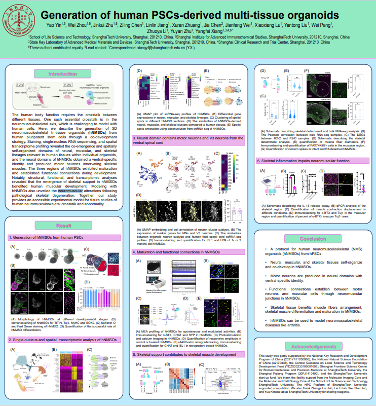 Yao Yin_Generation of human PSCs-derived multi-tissue organoids_Shanghaitech University