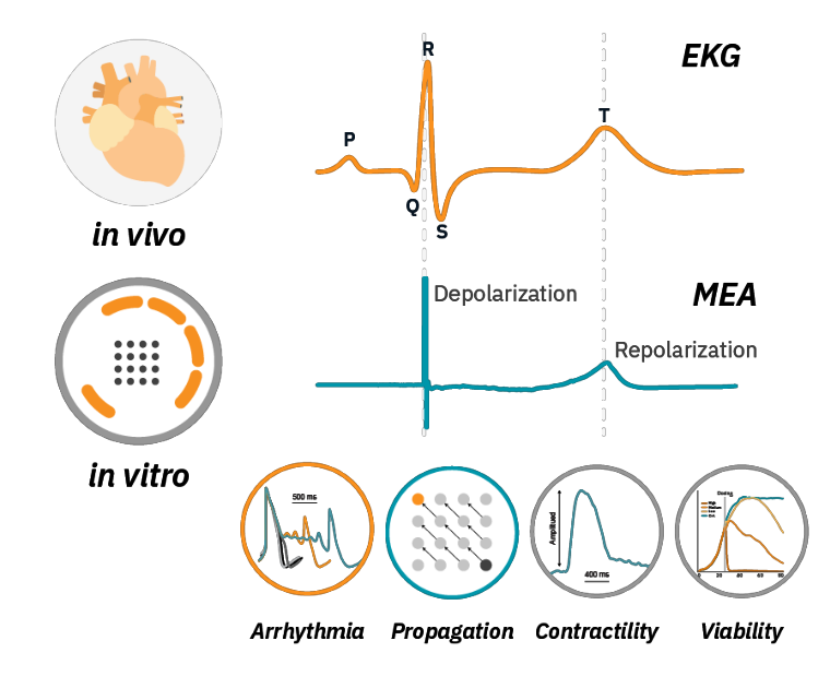 Translatable human in vitro cardiac assay