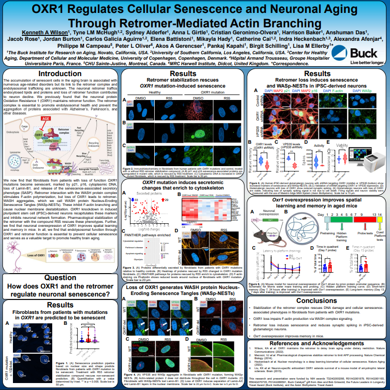 OXR1 Regulates Cellular Senescence and Neuronal Aging Through Retromer-Mediated Actin Branching