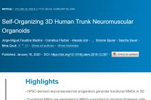 Self-Organizing 3D Human Trunk Neuromuscular Organoids | Axion Biosystems