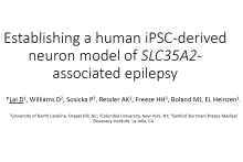 Establishing a human iPSC-derived neuron model of SLC35A2- associated ...