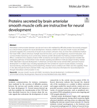 Proteins secreted by brain arteriolar smooth muscle cells are ...