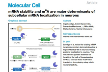 mRNA stability and m6A are major determinants of subcellular mRNA ...