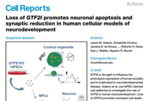 Loss of GTF2I promotes neuronal apoptosis and synaptic reduction in ...