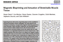 Magnetic Bioprinting and Actuation of Stretchable Muscle Tissue | Axion ...