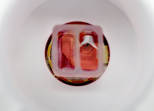 Neural co-culture in 6 well Cytoview MEA plate with ibidi insert