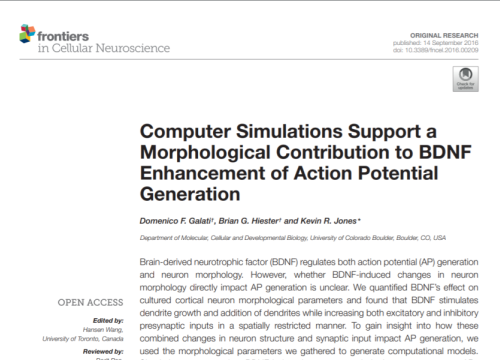 2016_frontcellneurosci_galati_computersimulationssupporta.png