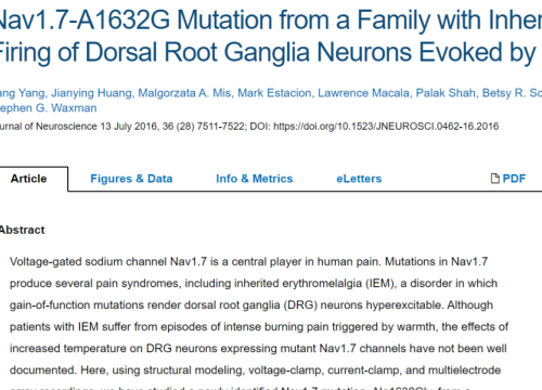 2016_jneurosci_yang_nav17a1632gmutation.png