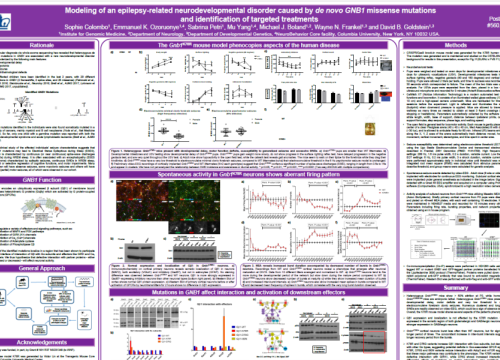 2017 SfN Colombo poster Modelling of an epilepsy-related development disorder