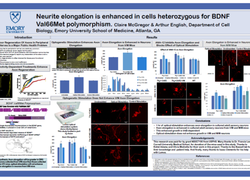 2017 SfN Poster McGregor Neurite elongation