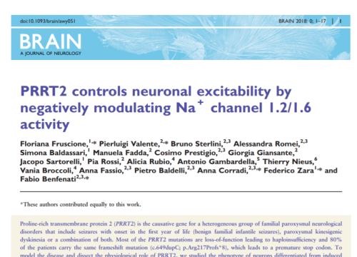2018_brain_fruscione_prrt2controlsneuronalexcitability.png