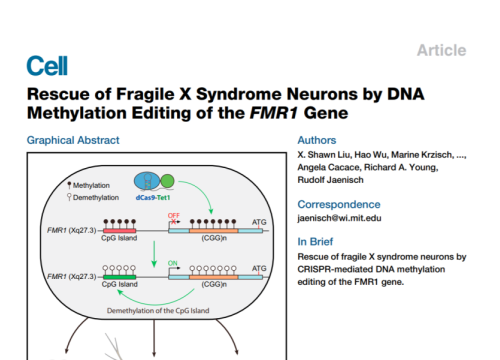 2018_cell_liu_rescueoffragilexsyndrome.png