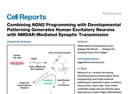 2018_cellrep_nehme_combiningngn2programmingwith.png