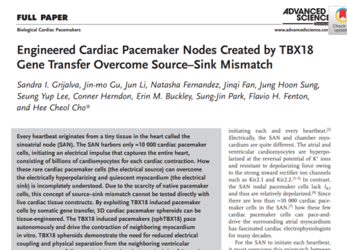 (2019) Grijalva et al. Engineered cardiac pacemaker nodes created by TBX18 gene transfer overcome source-sink mismatch
