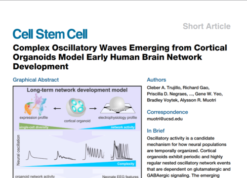 2019_cellstemcell_trujillo_complexoscillatorywavesemerging.png