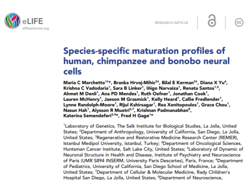 2019_elife_marchetto_speciespecificmaturationprofiles.png