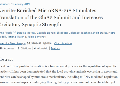 2019_molneurobiol_rocchi_neuriteenrichedmicrorna218stimulates.png