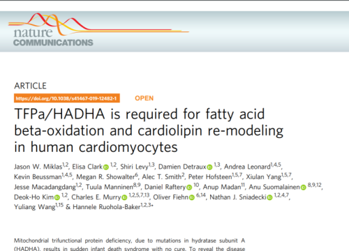 (2019) Miklas et al. TFPa/HADHA is required for fatty acid beta-oxidation and cardiolipin re-modeling in human cardiomyocytes