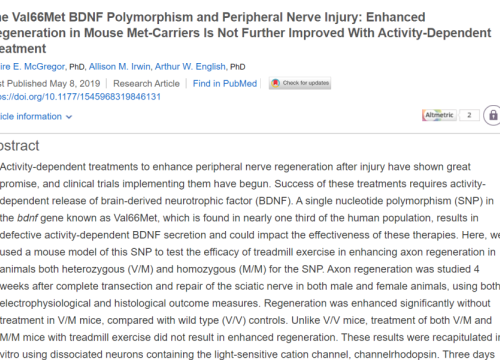 2019_neurorehabilneuralrepair_mcgregor_theval66metbdnfpolymorphism.png