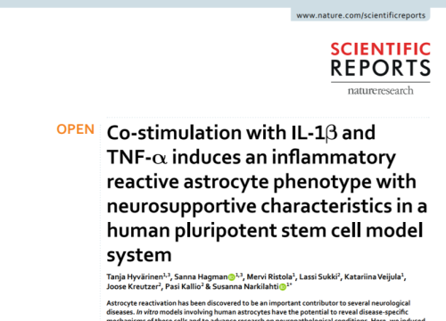 (2019) Hyvarinen et al. Co-stimulation with IL-1β and TNF-α induces an inflammatory reactive astrocyte phenotype with neurosupportive characteristics in a human pluripotent stem cell model system