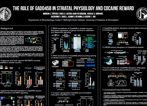 2019 SfN Poster Zipperly Addiction