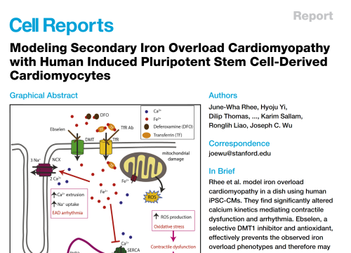 2020_cellreports_rhee_modelingsecondaryironoverload.png