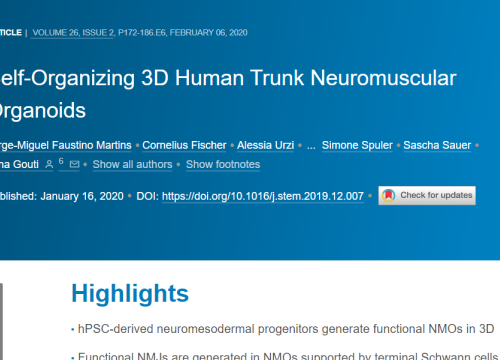 2020_cellstemcell_martins_selforganizing3dhuman