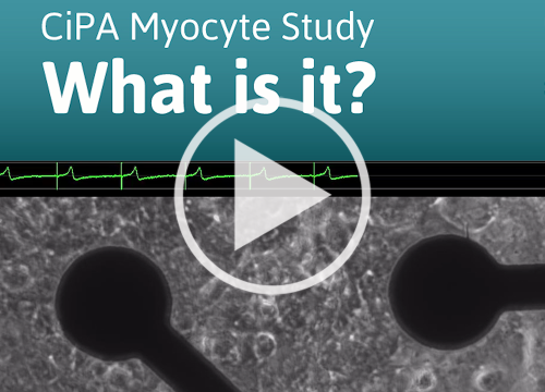 What is the CiPA myoctye study video