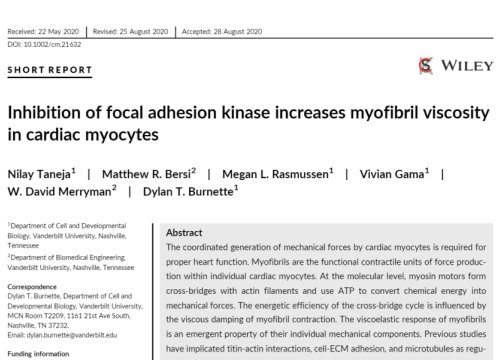 2020 Cytoskeleton adhesion on MEA system