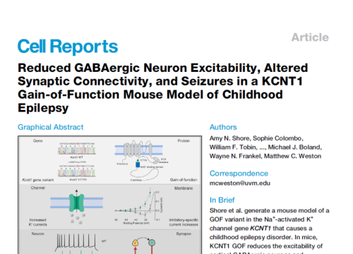 2020 publication on reduced gaba on neuronal excitability