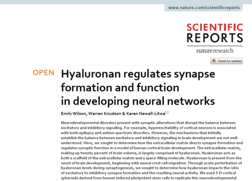 2020 Hyaluronan in neuronal networks and cortical organoids with MEA assay 