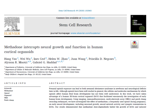 2020 Publication on methadone and cortical organoids on MEA system