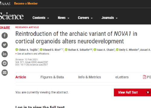 2021 publication on neanderthal cortical organoids