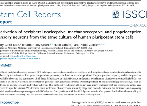 2021 paper on peripheral neurons on MEA