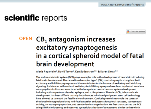 neural organoids paper