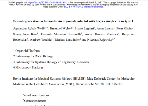 2021 Rybak wolf brain organoids with herpes