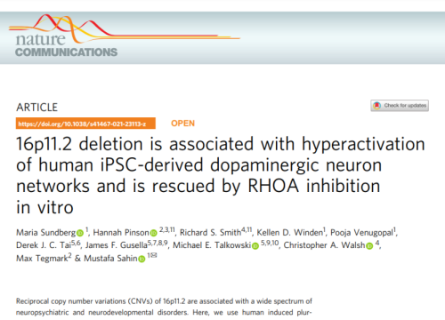 16p211.2 deletion is associated with hyperactivation of human iPSC-derived dopaminergic neuron networks and is rescued by RHOA inhibition in vitro