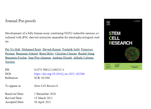 Development of a fully human assay combining NGN2-inducible neurons co-cultured with iPSC-derived astrocytes amenable for electrophysiological studies