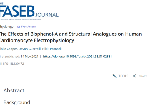 the effects of bisphenol-A and structural analogues on human cardiomyocyte electrophysiology