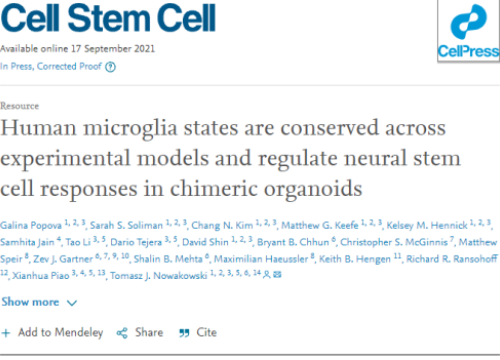 Microglia on chimeric organoids