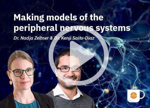 Making models of peripheral nervous system