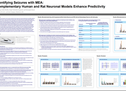 Identifying Seizures with MEA: Complementary Human and Rat Neuronal Models Enhance Predictivity