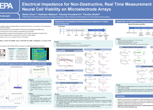 Identifying Seizures with MEA: Complementary Human and Rat Neuronal Models Enhance Predictivity