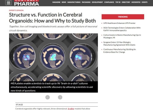 Structure vs. Function in Cerebral Organoids: How and Why to Study Both