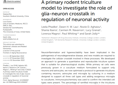 A primary rodent triculture model to investigate the role of glia-neuron crosstalk in regulation of neuronal activity